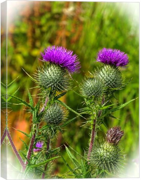 Thistle  Canvas Print by aileen stoddart