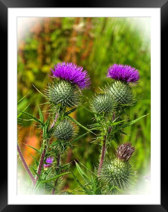 Thistle  Framed Mounted Print by aileen stoddart