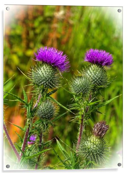 Thistle  Acrylic by aileen stoddart