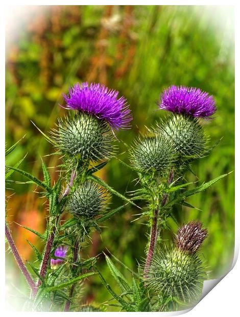 Thistle  Print by aileen stoddart