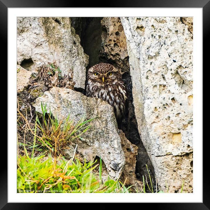A Sheltering Little Owl Framed Mounted Print by Gary Clarricoates