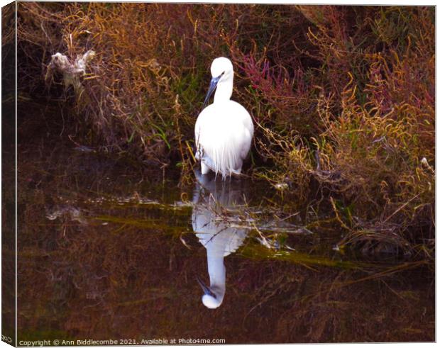 Little white heron looking for fish Canvas Print by Ann Biddlecombe