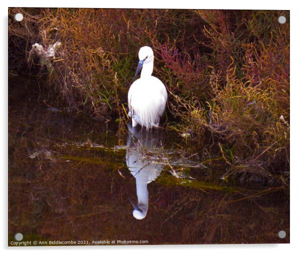 Little white heron looking for fish Acrylic by Ann Biddlecombe