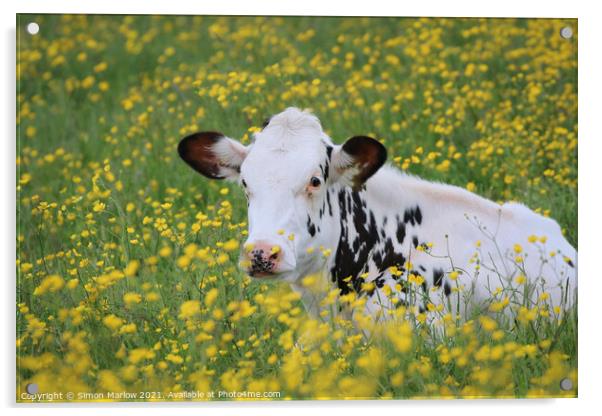 Serene Bovine Beauty Acrylic by Simon Marlow