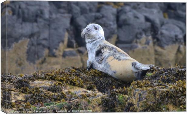 Grey Seal on the rocks off Northumberland Canvas Print by Simon Marlow