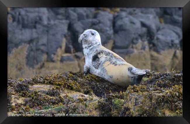 Grey Seal on the rocks off Northumberland Framed Print by Simon Marlow