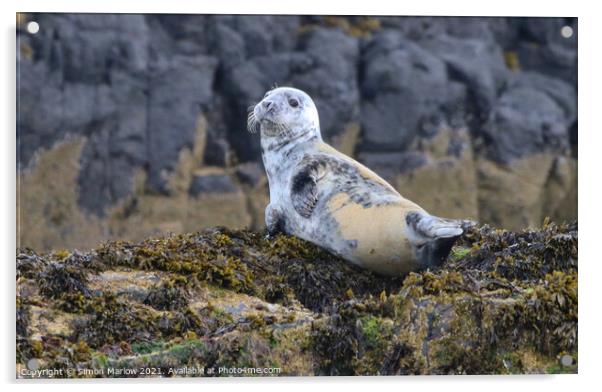 Grey Seal on the rocks off Northumberland Acrylic by Simon Marlow