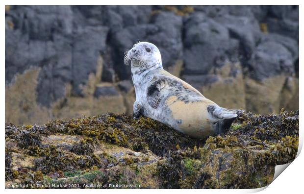 Grey Seal on the rocks off Northumberland Print by Simon Marlow