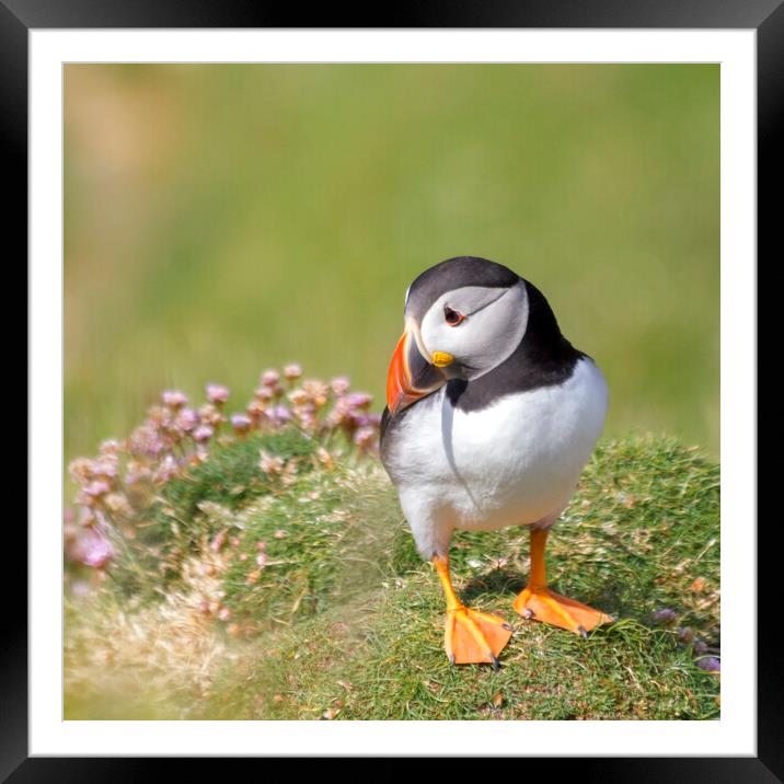 Puffin and Sea Pinks Framed Mounted Print by Derek Beattie