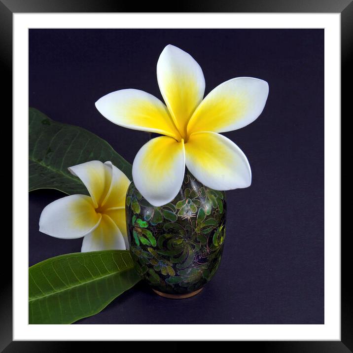 Colourful Frangipani flower, Apocynaceae, closeup.  Framed Mounted Print by Geoff Childs