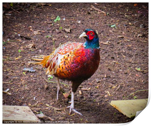 Common Pheasant Print by Ann Biddlecombe