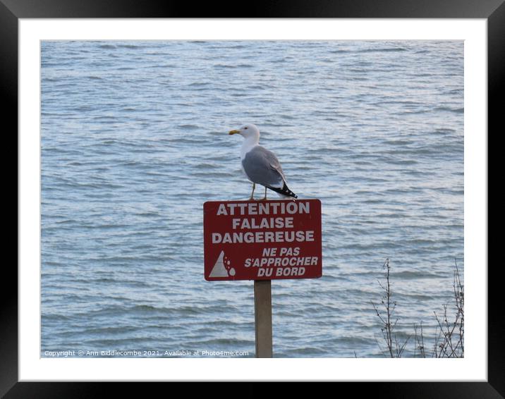 Seagull on a danger sign Framed Mounted Print by Ann Biddlecombe
