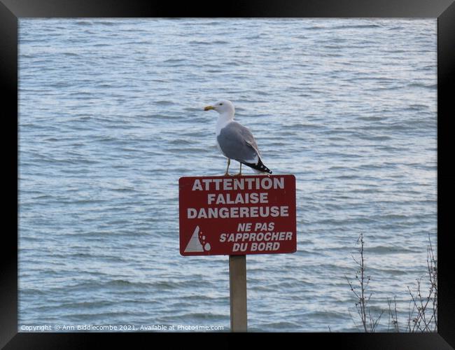 Seagull on a danger sign Framed Print by Ann Biddlecombe