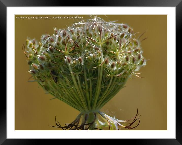 Wild Carrot Framed Mounted Print by sue jenkins