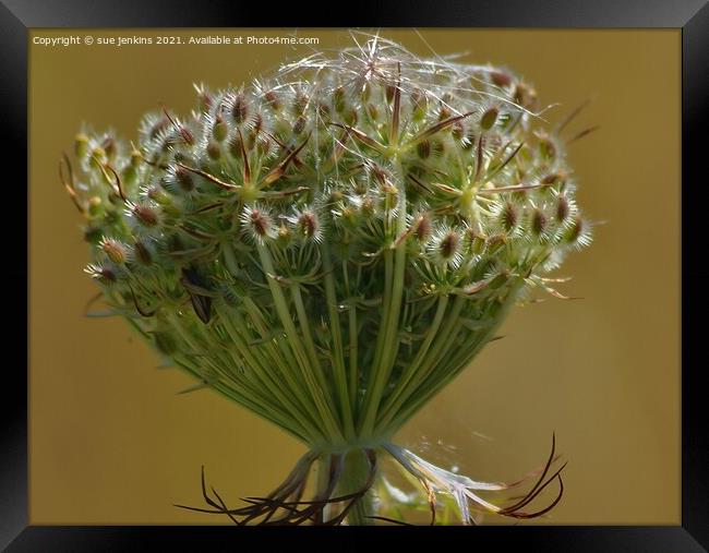 Wild Carrot Framed Print by sue jenkins
