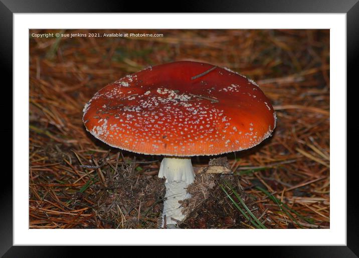 Poison Mushroom.  Framed Mounted Print by sue jenkins