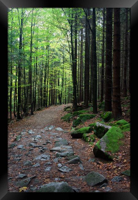 Path in Mountan Forest Framed Print by Artur Bogacki