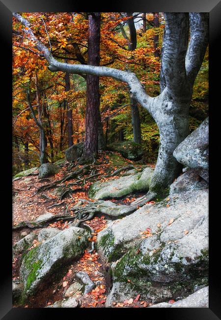 Autumn Mountain Forest Framed Print by Artur Bogacki