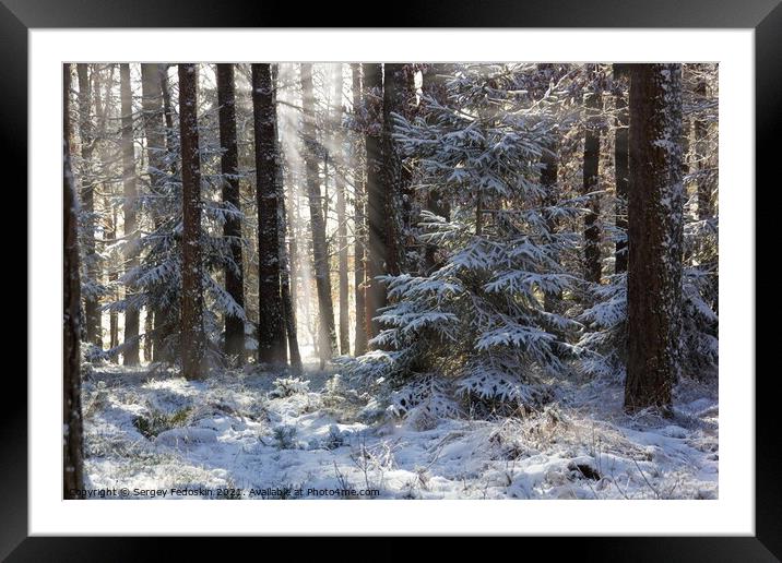 A day in winter forest. Framed Mounted Print by Sergey Fedoskin
