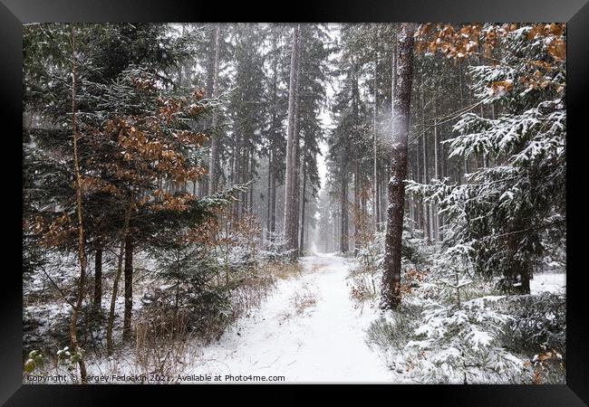 Snowfall in forest. Winter landscape. South Bohemian region. Framed Print by Sergey Fedoskin