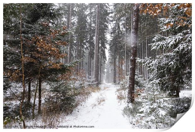 Snowfall in forest. Winter landscape. South Bohemian region. Print by Sergey Fedoskin
