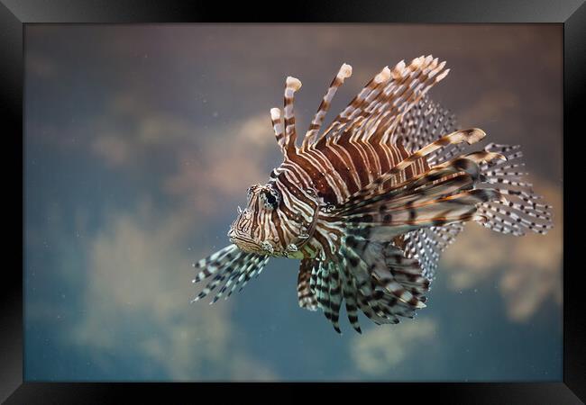 Red Lionfish Venomous Fish Framed Print by Artur Bogacki