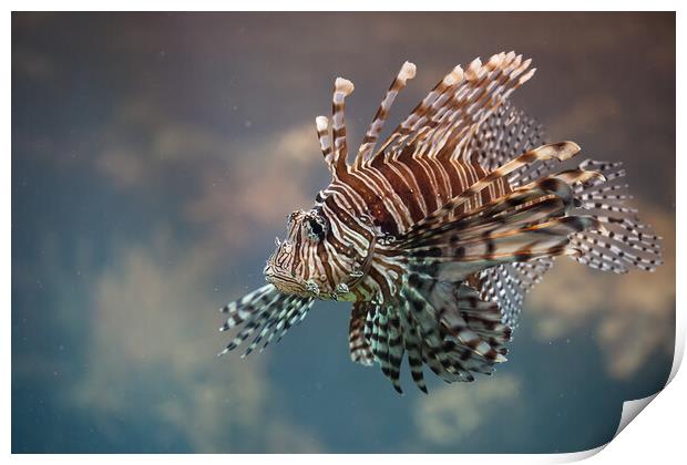 Red Lionfish Venomous Fish Print by Artur Bogacki