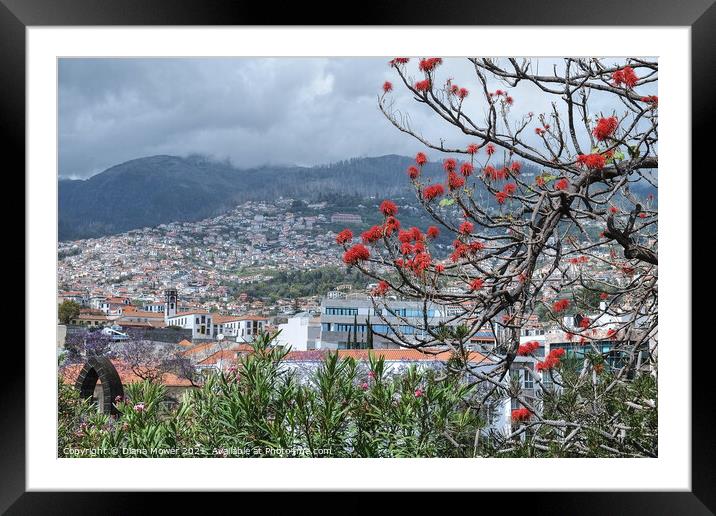 Funchal Madeira Portugal Framed Mounted Print by Diana Mower