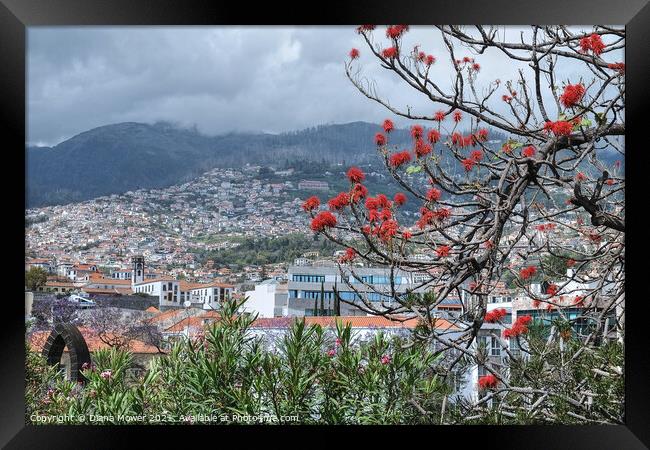 Funchal Madeira Portugal Framed Print by Diana Mower