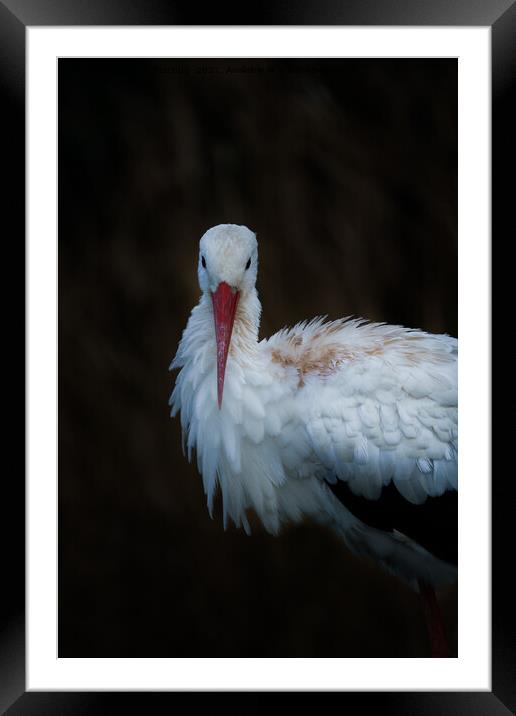 White Stork Framed Mounted Print by rawshutterbug 