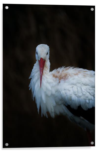 White Stork Acrylic by rawshutterbug 