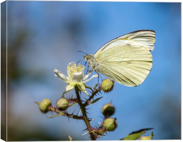 Small White Butterfly Canvas Print by Mark Llewellyn