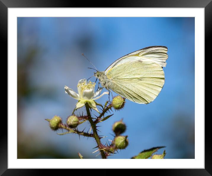 Small White Butterfly Framed Mounted Print by Mark Llewellyn