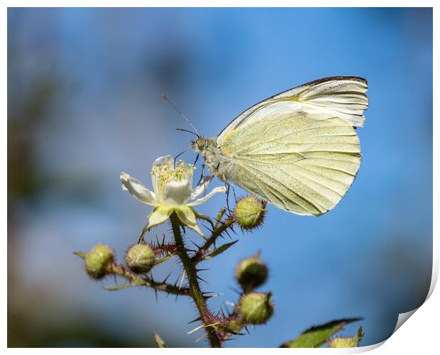 Small White Butterfly Print by Mark Llewellyn