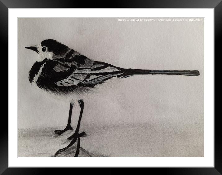 The curious Pied Wagtail of Winter Framed Mounted Print by Teresa Moore