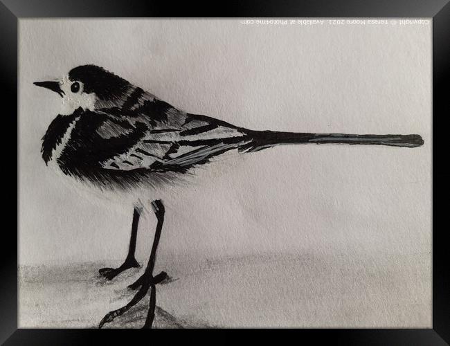 The curious Pied Wagtail of Winter Framed Print by Teresa Moore