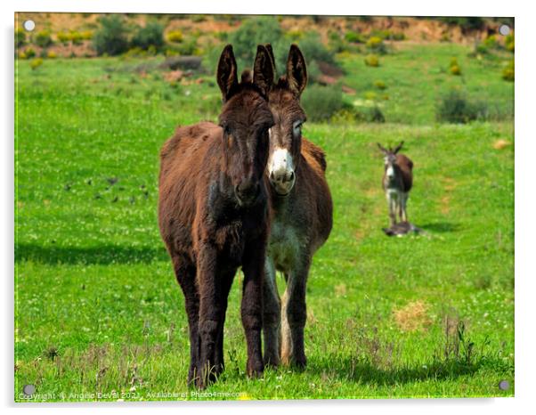 Donkeys on Springtime Acrylic by Angelo DeVal