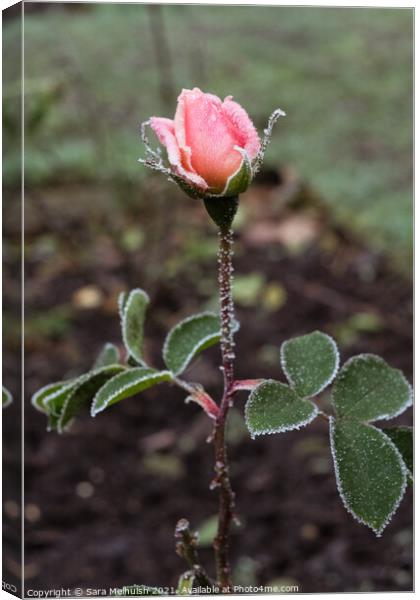 The frost covered rose Canvas Print by Sara Melhuish