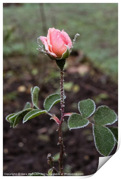 The frost covered rose Print by Sara Melhuish