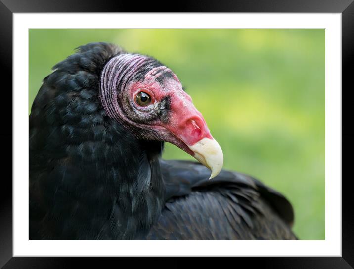 Turkey Vulture Framed Mounted Print by Jim Hughes