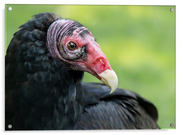 Turkey Vulture Acrylic by Jim Hughes