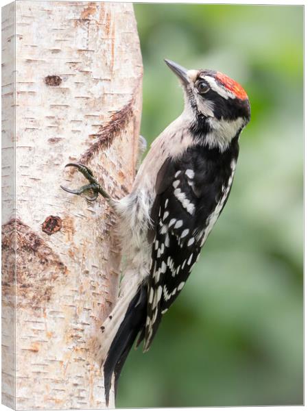 Male Downy Woodpecker Canvas Print by Jim Hughes