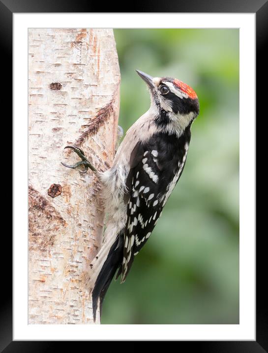 Male Downy Woodpecker Framed Mounted Print by Jim Hughes