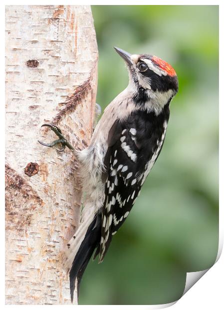 Male Downy Woodpecker Print by Jim Hughes