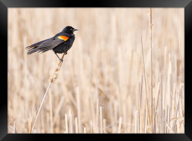 Red-winged blackbird in a Minnesota wetland Framed Print by Jim Hughes