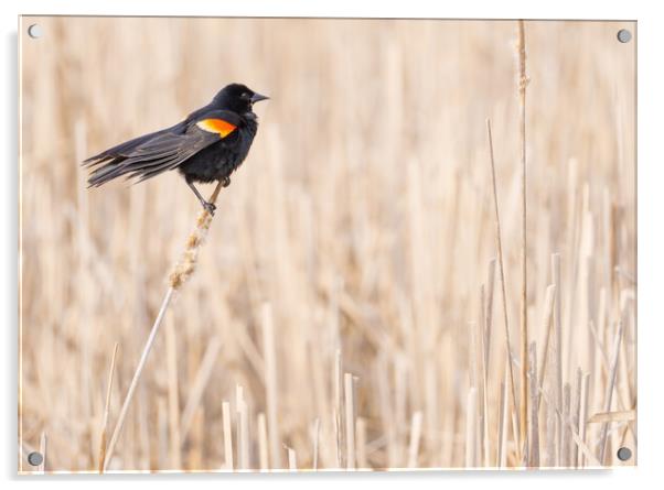 Red-winged blackbird in a Minnesota wetland Acrylic by Jim Hughes