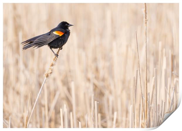 Red-winged blackbird in a Minnesota wetland Print by Jim Hughes