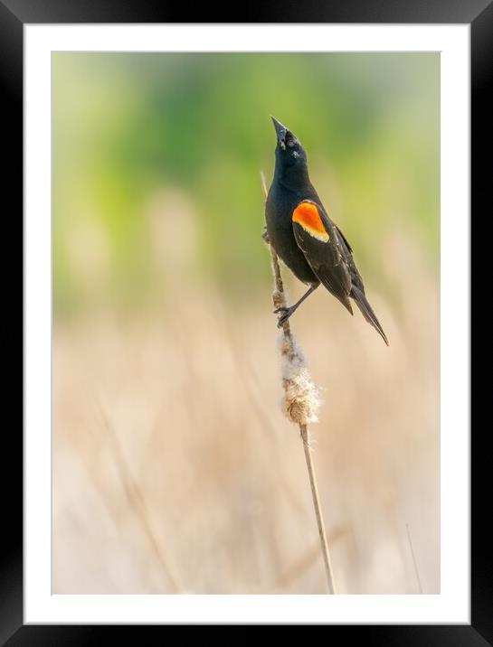 Male Red-winged Blackbird in a Minnesota wetland Framed Mounted Print by Jim Hughes