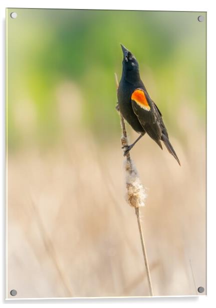 Male Red-winged Blackbird in a Minnesota wetland Acrylic by Jim Hughes