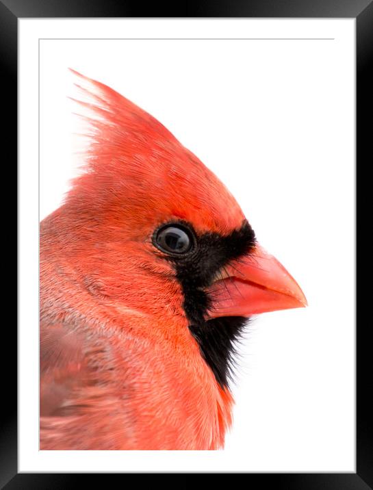 Cardinal Profile Framed Mounted Print by Jim Hughes